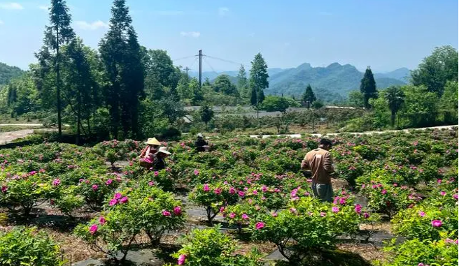 开阳县双流镇：发展特色产业助力乡村振兴