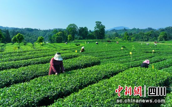 采茶现场。雨城融媒 供图