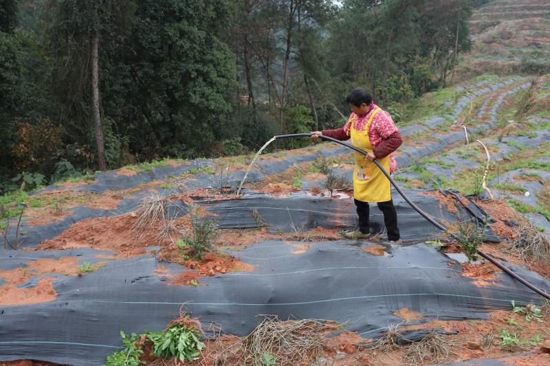 宜宾市翠屏区：招商添活力 特色产业筑牢乡村振兴根基