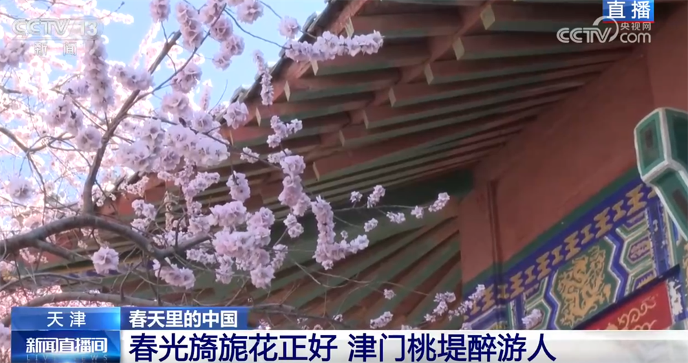 “赏花经济”激活新消费场景 农文旅融合让特色产业成为乡村振兴新引擎