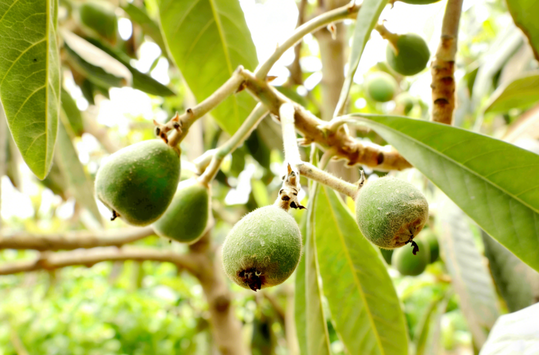 特色种植铺就乡村振兴“甜蜜路”