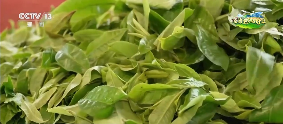 果园变景区、农户变员工 农文旅融合新业态激活乡村振兴新动能