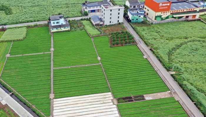 丹棱:农文旅融合发展绘就乡村振兴新图景