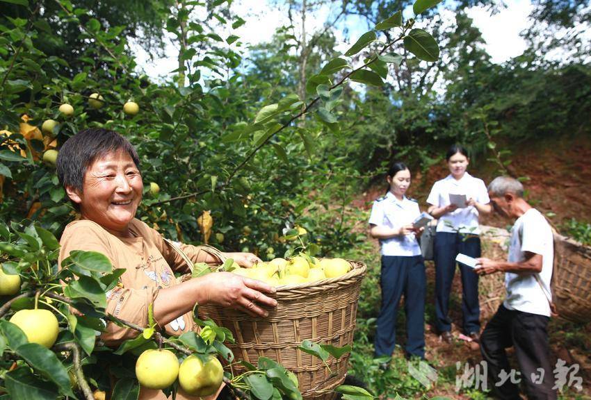 宣恩：税惠助“梨”一路前行