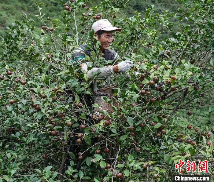 浙江县域观察：乡村振兴如何加“油”？