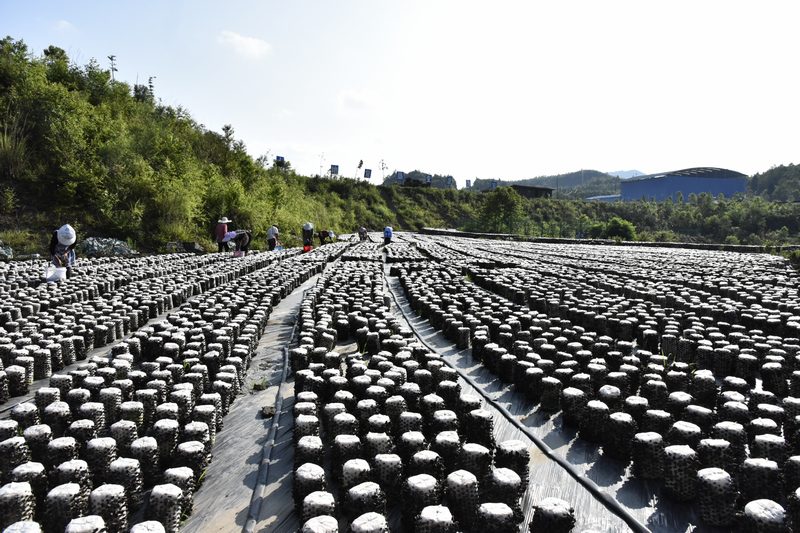 织金县实兴乡杉树寨村食用菌示范基地一角。