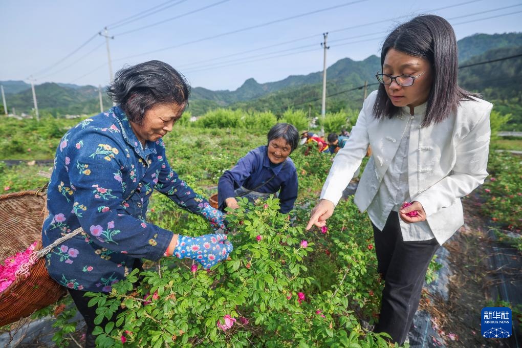 杭州临安：巾帼致富带头人助力乡村振兴