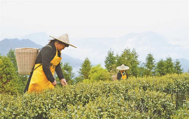 春茶开采。郑镇摄