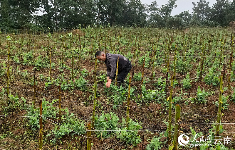 杨玉洪在整理豌豆地。陈通德摄