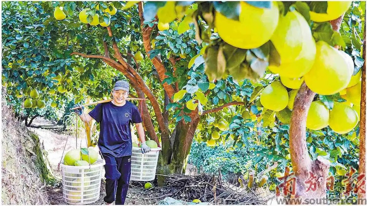 推进乡村全面振兴！广东“三农”领域广大党员干部群众干劲倍增、信心满满