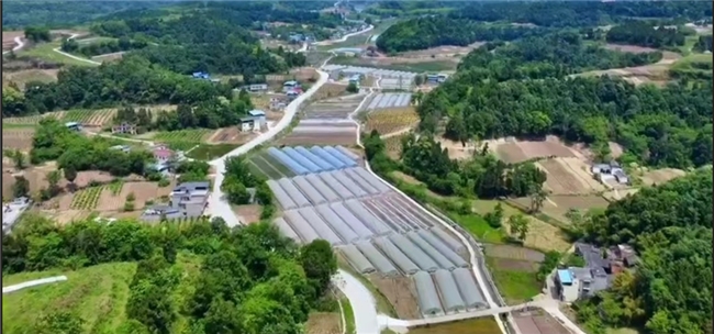 成都联通数字赋能乡村振兴简阳云龙镇方井村与红旗村的实践与成效