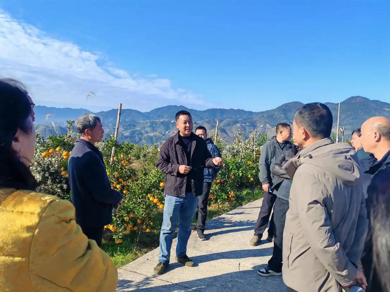 新邵县大新镇：代表履职显担当 “橙”心富民促振兴