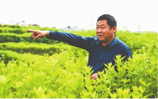 蕲春高山铺村的“艾”书记李能胜——让土地生“金” 带村民致富