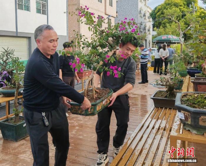 广东中和新村：盆景产业助推乡村振兴
