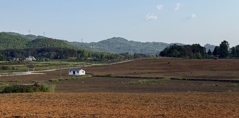 贵州德江：高粱种植绘就乡村振兴新图景