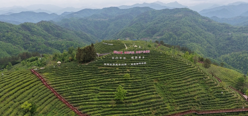 做好乡村振兴这篇大文章