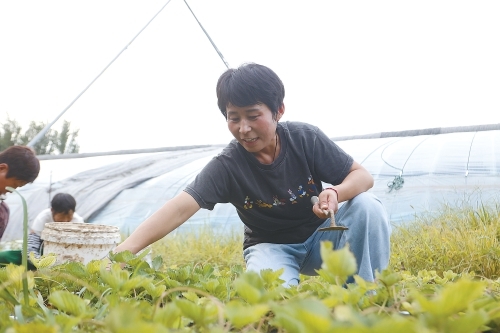 从返乡创业到获评“齐鲁乡村之星”,她用8年时间走出“草莓人”的乡村振兴之路——陈庆文:“归雁”变“头雁”沃野写担当